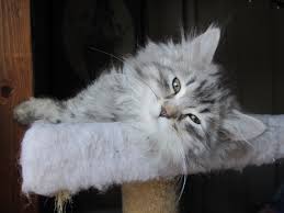 See more of gokitty.com kittens for sale & adoption on facebook. Siberian Cat Cat Breeders Minnesota Kittysites Com