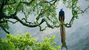 Peacock Flying Wallpapers Google Search Animal Wallpaper Birds Wallpaper Hd Tree Wallpaper