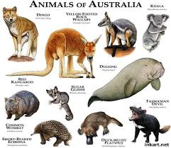 Pin By Karina On Animais Do Mundo In 2020 Australia Animals Australian Native Animals Australian Animals