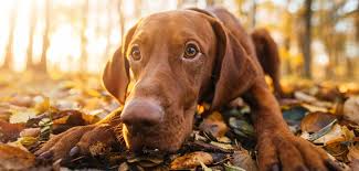 Long haired vizsla and long haired vizsla puppy. Do Vizslas Shed Tips For Maintaining A Self Cleaning Dog