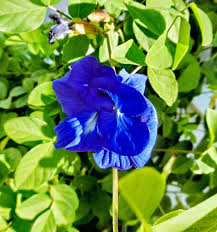 Image result for Clitoria ternatea