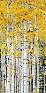 Birch Trees In Colorado Aesthetic Sharer Zhr On Twitter Aspen Trees Photography Aspen Trees Tattoo Tree Photography
