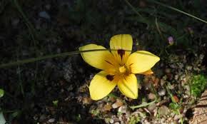 Image result for Romulea camerooniana
