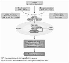 This page is about the various possible meanings of the acronym, abbreviation, shorthand or slang term: Targeting The Hypoxia Inducible Factor Hif Pathway In Cancer Expert Reviews In Molecular Medicine Cambridge Core