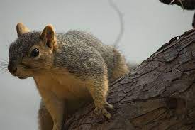 Fox Squirrel Fox Squirrel Squirrel Animals