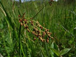 Image result for Schoenoplectus erectus