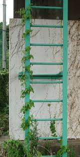 Untuk memberi warna dan teduhan jika. Climbing Plant Wikiwand