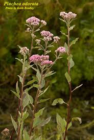 Image result for Pluchea