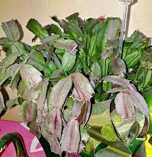 Hirt's gardens christmas cactus plant. Unlike Typical Desert Cacti Christmas Cactus Is Native To The Tropical Rainforest Christmas Cac Christmas Cactus Plant Christmas Cactus Christmas Cactus Care