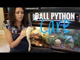Ball Python Care Youtube Ball Python Care Ball Python Ball Python Cage