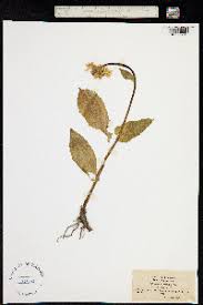 Image result for Anisopappus kirkii