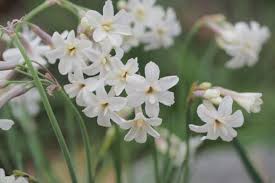 Image result for Tulbaghia cameronii