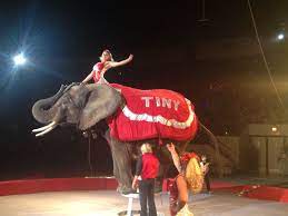 Elephant Act In Plunkett Unit Shrine Circus
