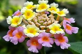 Image result for Lantana ukambensis