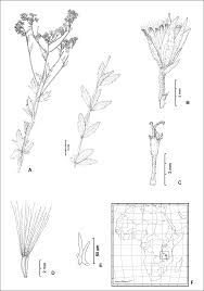 Image result for Adenostemma mauritianum