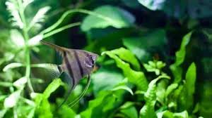 We would like to show you a description here but the site won't allow us. Java Fern Complete Care Guide Species Planting And Propagation Fishkeeping World