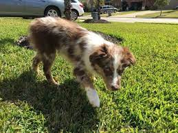 Miniature Australian Shepherd Puppy For Sale In Spring Miniature Australian Shepherd Puppies Australian Shepherd Puppy For Sale Miniature Australian Shepherd