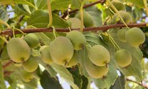 Image result for Actinidia