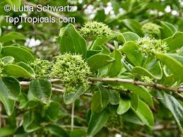 Image result for Strychnos innocua