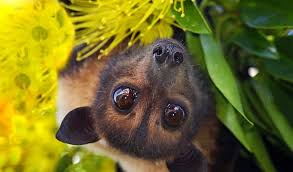 UPDATE (Petition + Rally Weds 12 Aug). Our laws failed these endangered  flying-foxes at every turn. (Qld) – Australian Wildlife Protection Council