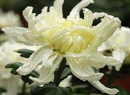 Top 10 Chinese Flowers In Chinese Culture