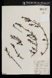 Image result for Dicliptera cernua