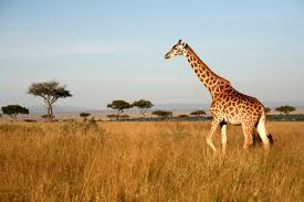 How are giraffes defy gravity when they drink? Giraffe Facts Photos Live Science