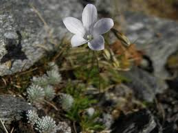 Image result for Wahlenbergia napiformis