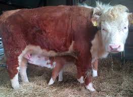 While your newborn pets are cute, failing to do this allows your little darlings to add to the population of homeless animals. Miniature Hereford Cattle Chater Valley Farm