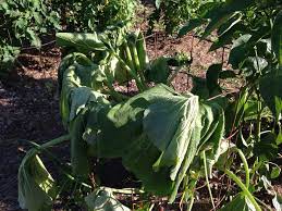 There are ways to control the attack if you catch it early enough, when you find zucchini leaves wilting or yellow leaves on zucchini instead of your zucchini dying. Why Is My Zucchini Plant Wilting 5 Reasons You Should Know