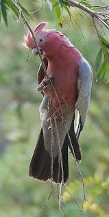 Pin By Zuleide On Passaros Pretty Birds Beautiful Birds Colorful Birds