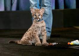 Houston Craigslist Cougar Ad Pulled But It S Still For Sale Houston Heights Tx Patch