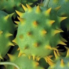 Image result for Cucumis ficifolius