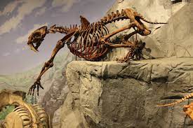 Check spelling or type a new query. Museum Of Ancient Life Dinosaur Museum At Thanksgiving Point 200 Photos 71 Reviews Museums 2929 Thanksgiving Way Lehi Ut United States Phone Number Yelp