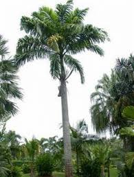 Image result for Roystonea oleracea