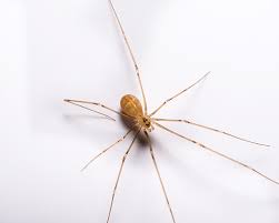 Why Do I Have Spiders In My Mount Laurel Home?