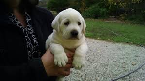 The majority of the breeds chosen as state dogs. Labrador Retriever Puppies For Sale Columbus In 99268