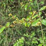 Image result for Croton dichogamus