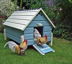 From ayam (chicken) +‎ belanda (holland, the netherlands). Bantam Belanda Wikipedia Bahasa Melayu Ensiklopedia Bebas