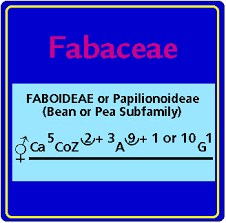 Image result for Fabaceae subfamily Papilionoideae