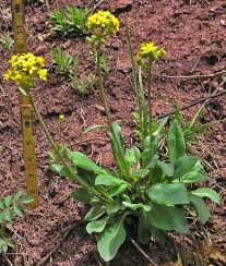 Image result for Senecio conrathii