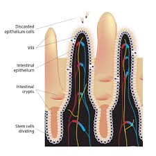 Image result for Endostemon villosus