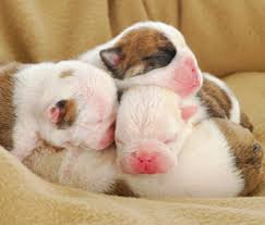 A cesarean surgery in dogsfollows a direct procedure to assure adequate timing in assuring a maximum success rate and to avoid complications. One Vet S Opinion Why Do We Breed Dogs Who Require Routine C Sections