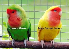 Examples Of Lutino And Normal Green African Lovebirds Pet Birds Love Birds