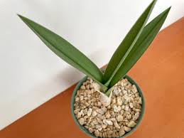 Image result for Eulophia petersii