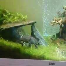 Handfeeding Axolotl Video Saltwater Fish Tanks Tropical Fish Aquarium Fresh Water Fish Tank