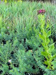 Image result for Vernonia muelleri
