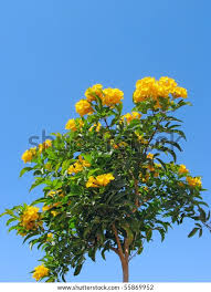 Image result for Allamanda schottii