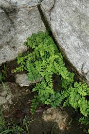 Image result for Cheilanthes viridis
