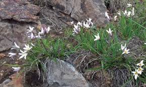 Image result for Xerophyta scabrida